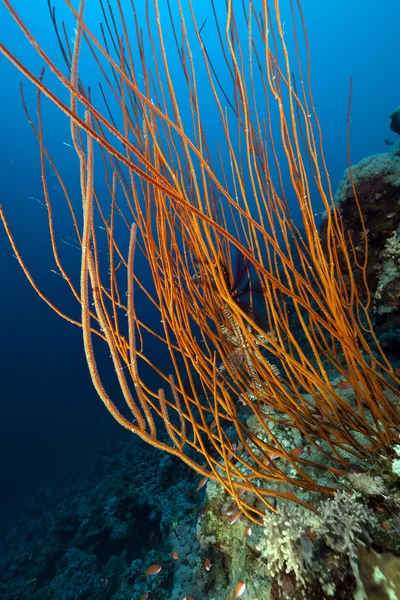 红色群集鞭子和红海的热带珊瑚礁. — 图库照片
