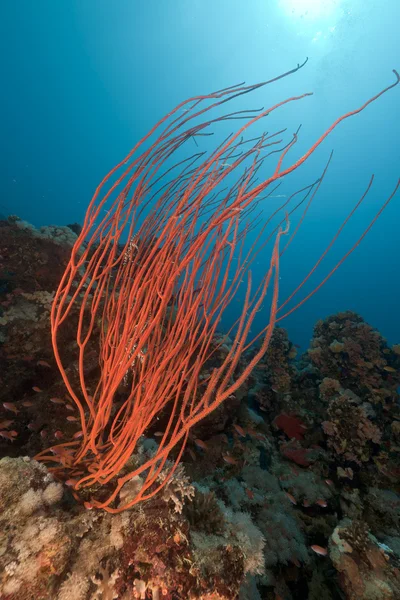 stock image Red cluster whip and tropical reef in the Red Sea.