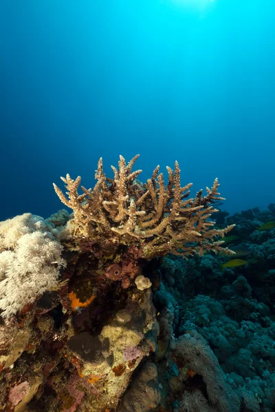 Acropora ve tropik resif kızıl denizi.