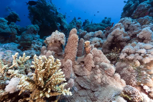 Poriti solida e barriera corallina tropicale nel Mar Rosso . — Foto Stock