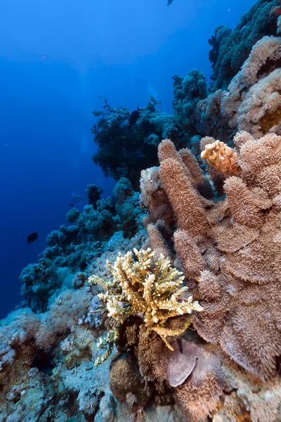 Red Sea porites solida ve tropik resif. — Stok fotoğraf