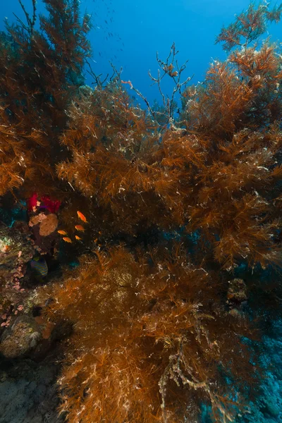 Відправлення чорного корала в Червоному морі.. — стокове фото