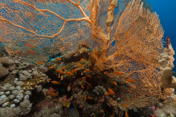 Giant sea fan (annella mollis) in the Red Sea. — Stock Photo, Image