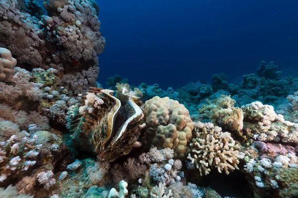 Riesenmuschel und tropisches Riff im Roten Meer. — Stockfoto