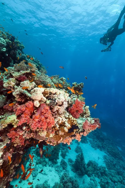 熱帯のサンゴ礁と紅海のダイバー. — ストック写真