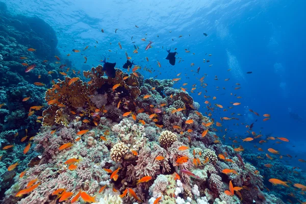 Vis en tropisch rif in de Rode Zee. — Stockfoto