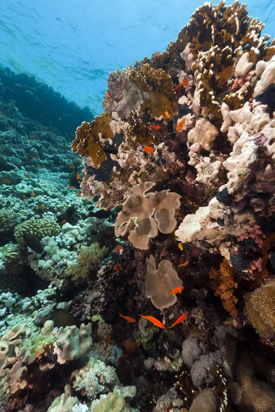 Рибний і тропічний риф у Червоному морі. — стокове фото