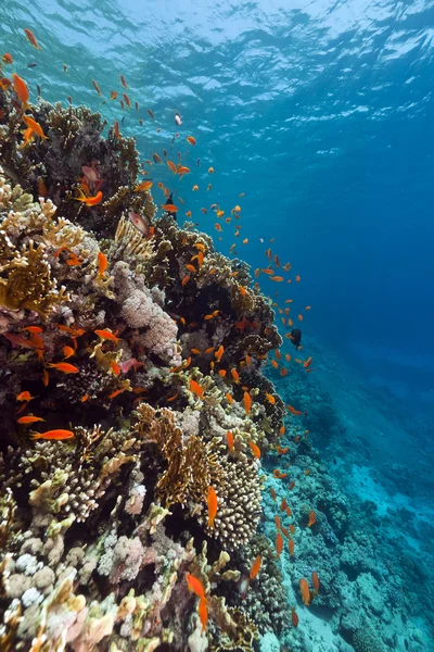 Fisk och tropiskt rev i Röda havet. — Stockfoto
