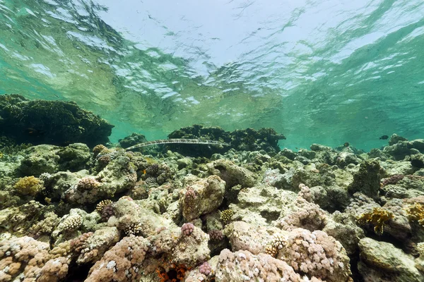 Fisch und tropisches Riff im Roten Meer. — Stockfoto