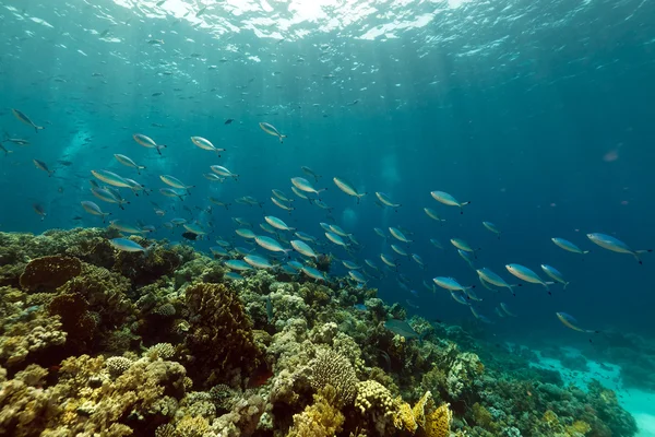 红海的鱼类和热带珊瑚礁. — 图库照片