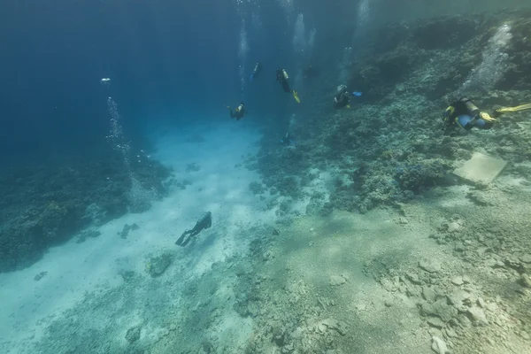 Plongeurs sous-marins et récif tropical dans la mer Rouge . — Photo