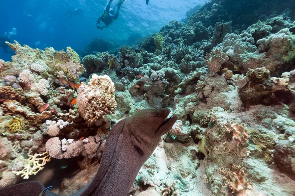 Giant moray and tropical reef in the Red Sea. — Stock Photo, Image