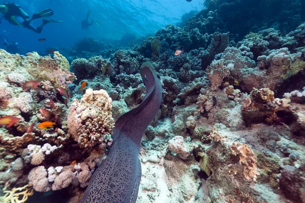 Óriás moray és trópusi, korallzátonyos a Vörös-tengeren. — Stock Fotó