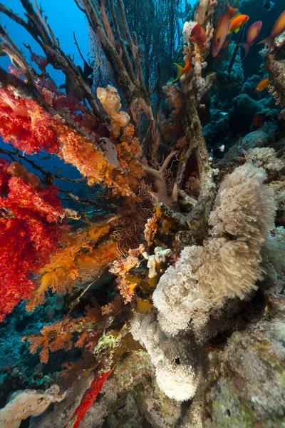 Långnosad Hökfiskar och tropiska rev i Röda havet. — Stockfoto