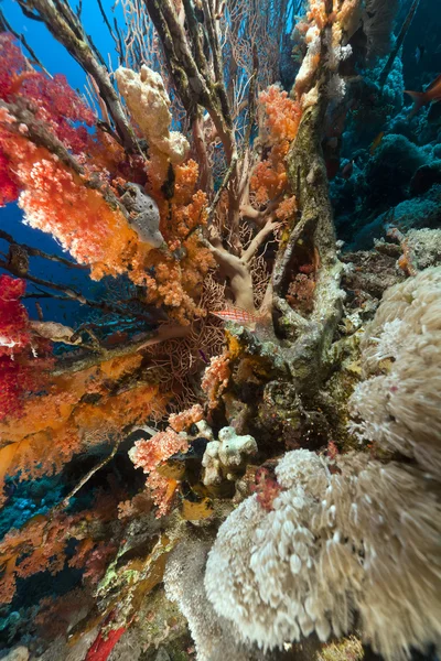 Langnasen-Falkenfisch und tropisches Riff im Roten Meer. — Stockfoto