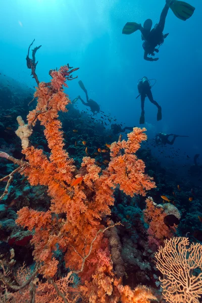 Divers and tropical reef in the Red Sea. — Stock Photo, Image