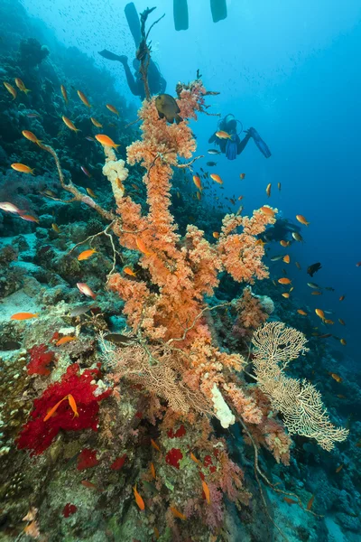 Дайверів і тропічних риф в Червоному морі. — стокове фото