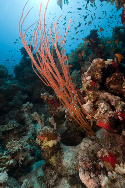 Fouet à grappes rouge et récif tropical dans la mer Rouge . — Photo