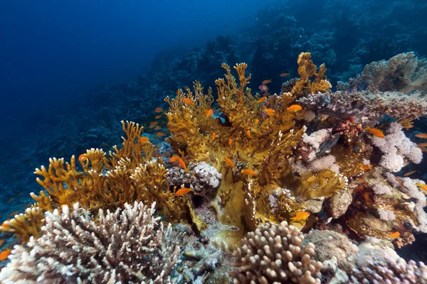 Peces y arrecifes tropicales en el Mar Rojo. —  Fotos de Stock