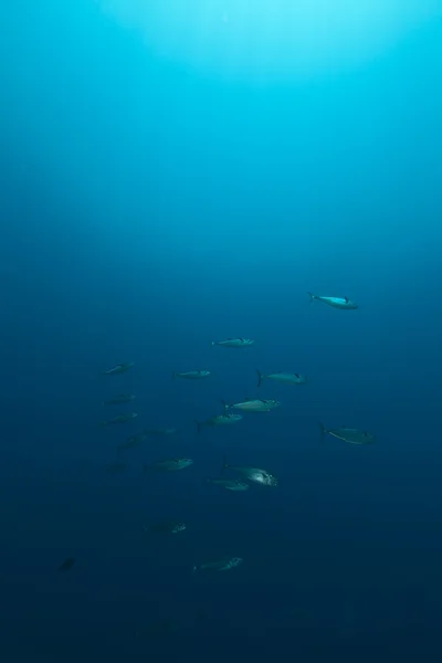 Špičák tuňák v Rudém moři. — Stock fotografie
