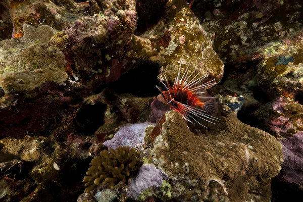 Red Sea lionfish ve tropik resif. — Stok fotoğraf