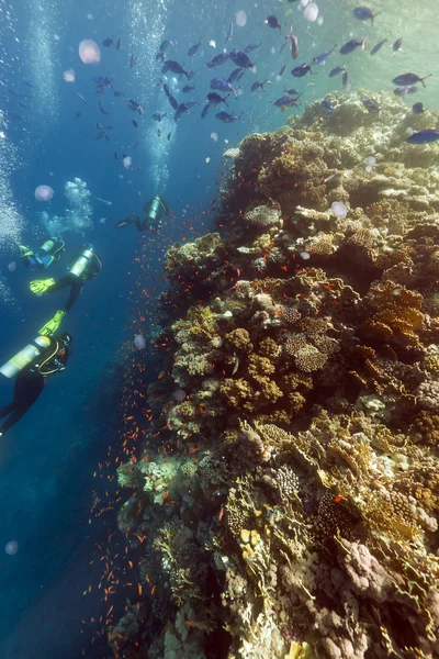 Potápěči, rosolovaté a tropickými útesy v Rudém moři. — Stock fotografie