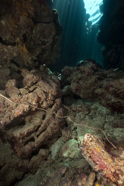 Jaskinia pod wodą i promieniami słońca w Morzu Czerwonym. — Zdjęcie stockowe