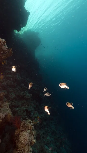 Maskierte Kugelfische im Roten Meer. — Stockfoto