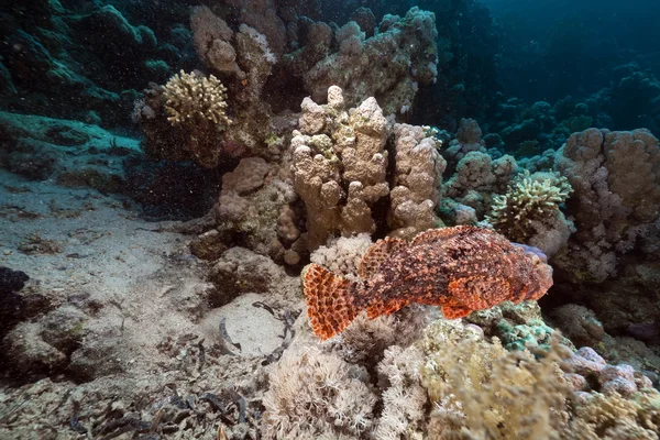 Scorpionfish in the Red Sea. — Stock Photo, Image
