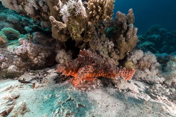 Скорпіонна риба в червоному морі . — стокове фото