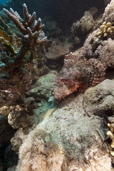 Skorpionfische im Roten Meer. — Stockfoto