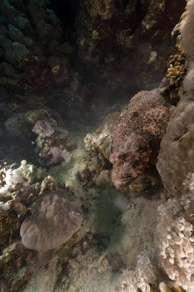 Skorpionfisk i det röda havet. — Stockfoto