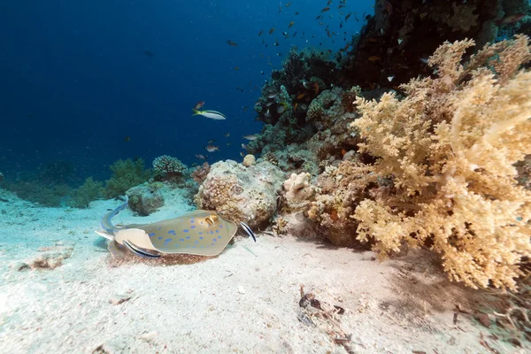 Bluespotted stingray in the Red Sea. — Stock Photo, Image