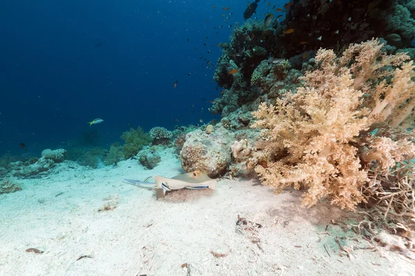 Arraia-de-bico-azul no Mar Vermelho . — Fotografia de Stock