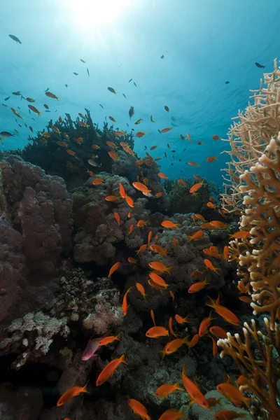 Tropical reef in the Red Sea. — Stock Photo, Image