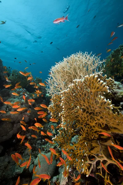 红海的热带珊瑚礁. — 图库照片