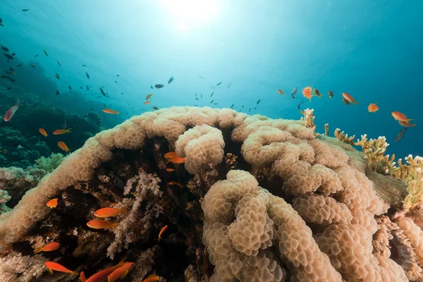 Bubble coral in the Red Sea. — Stock Photo, Image