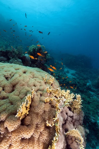 Buborék coral a Vörös-tengeren. — Stock Fotó