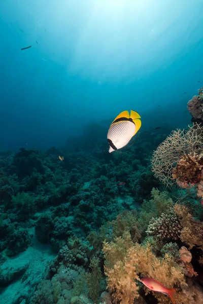 Lined butterflyfish (chaetodon lineolatus) in the Red Sea. — Stock Photo, Image