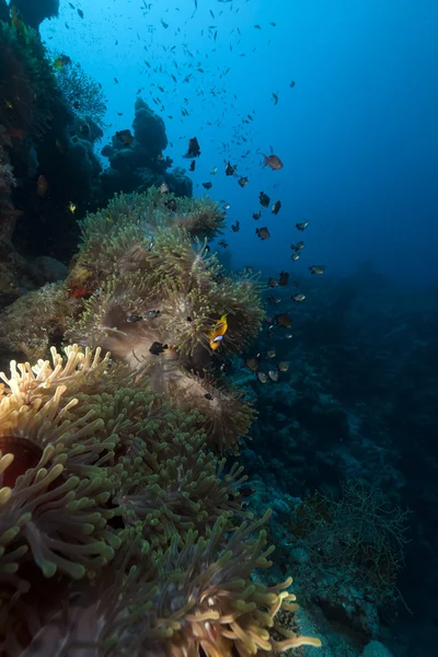 Magnifico anemone nel Mar Rosso . — Foto Stock