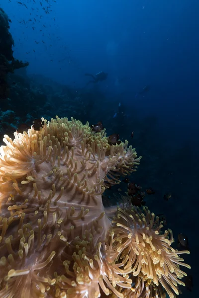 Prachtige anemone in de rode zee. — Stockfoto