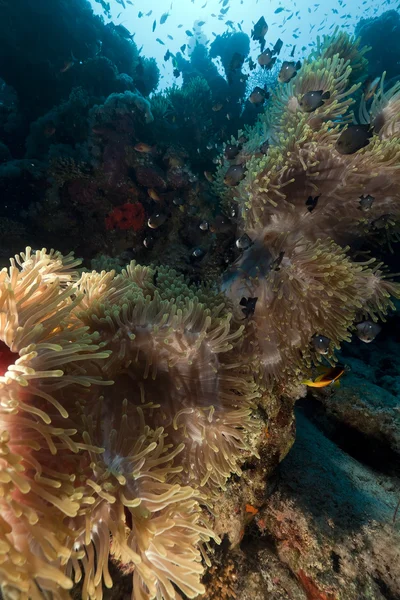 Великолепный анемон в Красном море . — стоковое фото