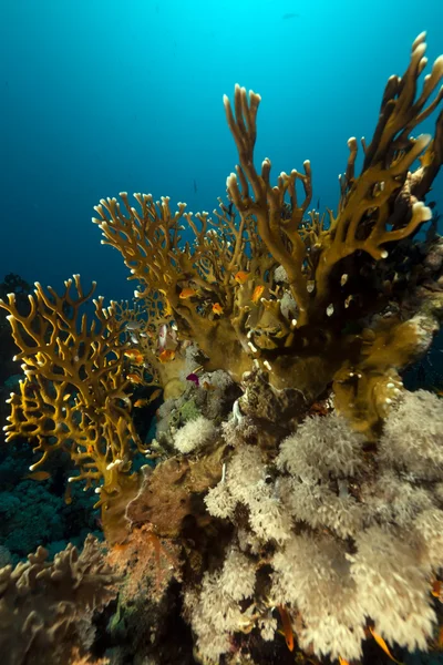 Tropický útes v Rudém moři. — Stock fotografie