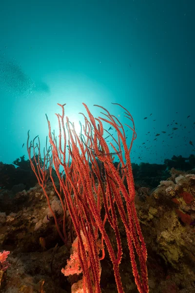 Röd klusterpiska i Röda havet. — Stockfoto