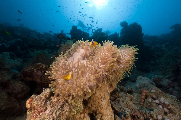 Prachtvolle Anemone im Roten Meer. — Stockfoto