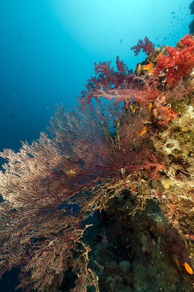 Abanico de mar en el Mar Rojo . —  Fotos de Stock