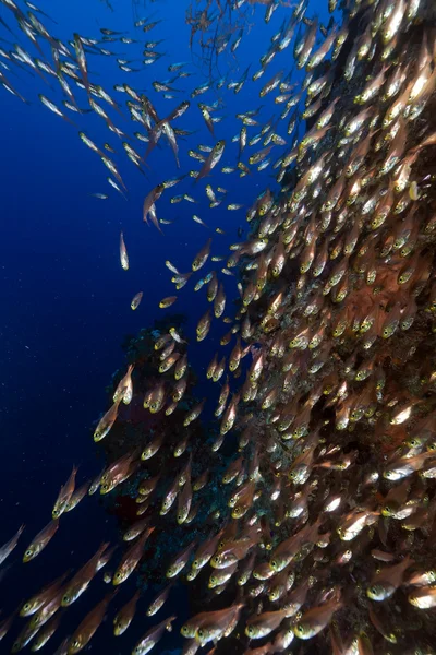 Golden sweepers (parapriacanthus ransonneti) in the Red Sea. — Stock Photo, Image