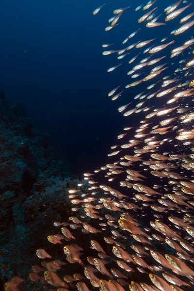Golden sweepers (parapriacanthus ransonneti) in the Red Sea. — Stock Photo, Image