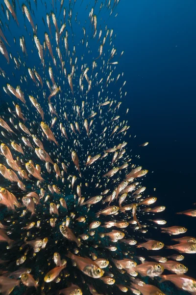 Золотые подметальщики (parapriacanthus ransonneti) в Красном море . — стоковое фото