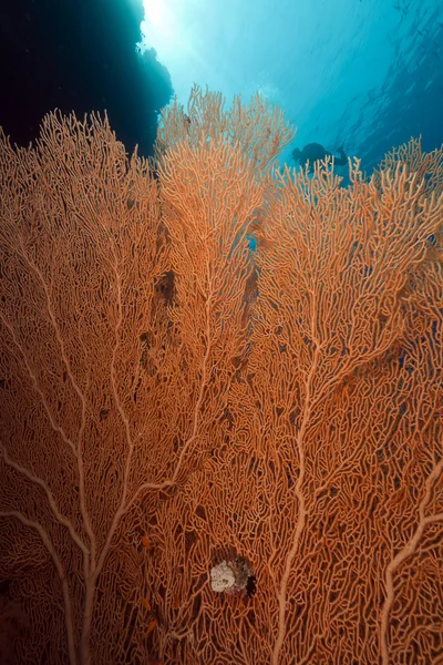 Ventilátor korálů v Rudém moři. — Stock fotografie